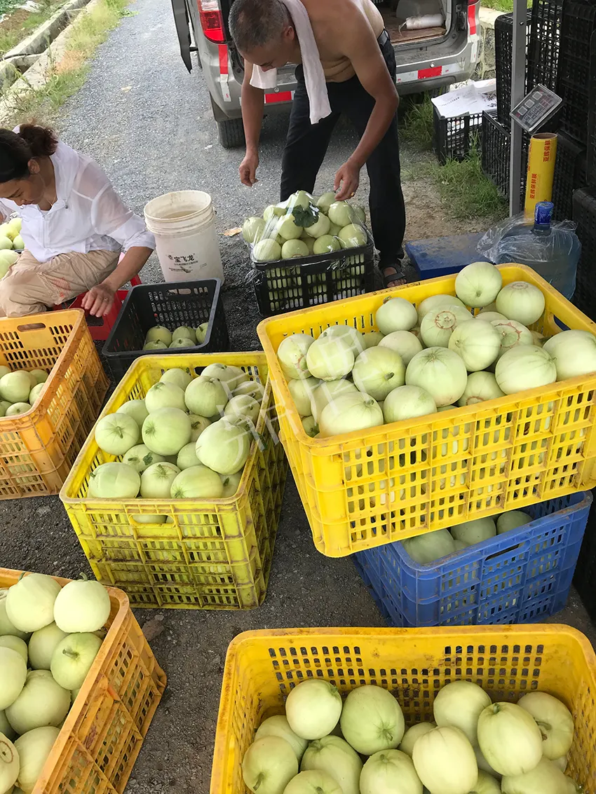 郴州農戶種植新品種，果實又香又甜，很好賣