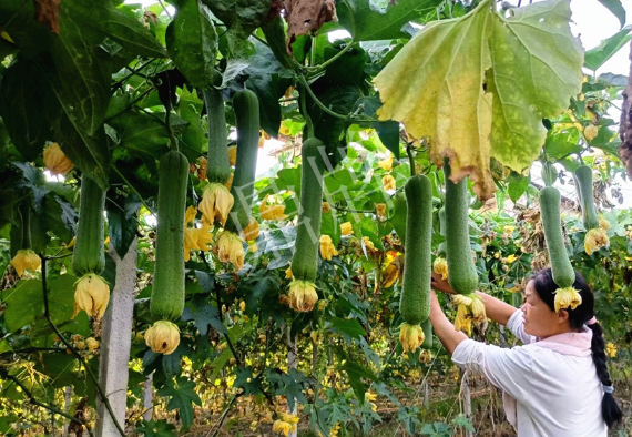 蔬菜種子種植戶客戶點評-8月，持續高溫下，這種絲瓜少見，少見！