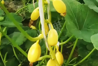 蔬菜種子種植戶客戶點評-一個特色品種種植戶的反饋，帶給大家的思考